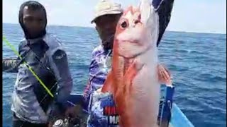 Shimano Saragosa SW 6000 vs Red Snapper [upl. by Yrocaj]