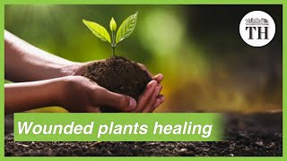 Can wounded plants heal [upl. by Ardni]