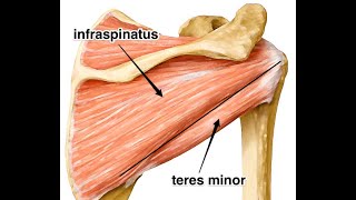 The infraspinatus and its role in subacromial impingement Mechanism and treatment [upl. by Malda738]