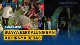 Buaya Berkalung Ban di Palu yang Viral Ditangkap Kini Ban telah Dilepas Warga [upl. by Gunther844]