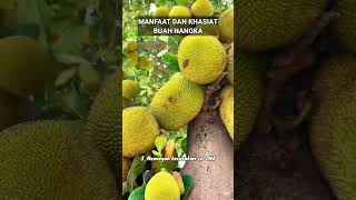 MANFAAT DAN KHASIAT BUAH NANGKA manfaatkhasiatbuahnangka buahnangka buah nangka buahbuahan [upl. by Nonnaer50]