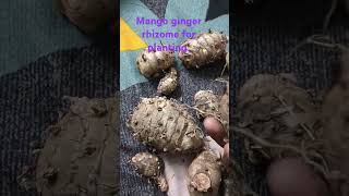 Mango ginger mother rhizomes again ready to plantuses for pickle amp slove digestive issues [upl. by Liatrice]