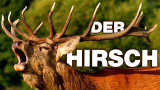 Der Hirsch  Anatomie und Biologie  Alternative Fakten fürs Referat  Parodie [upl. by Yelsa]