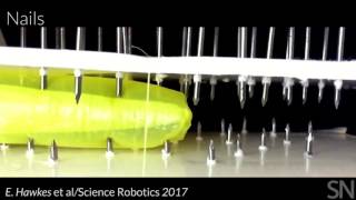 This plantinspired soft robot has skills  Science News [upl. by Dowd]