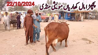 kharian maweshi mandi Back Mall 22 Oct 2024funny videojanwarmandi pkShazar Riaz official [upl. by Aihsele534]