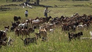 Goats Eat Weeds  Farm to Fork Wyoming [upl. by Bauske]