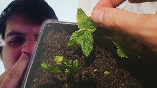 Hawaiian Baby Woodrose Grow Day 15 [upl. by Marline934]