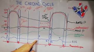 CVS physiology 9  The cardiac cycle summary  Atrial waves  Ventricular pressure curve [upl. by Pardoes]