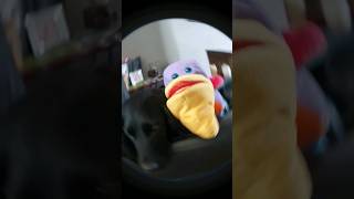 The yappy dog🗣🐶 is confronted with her pet pelican🐓 dog yappy viral shorts duo friends [upl. by Aoh546]