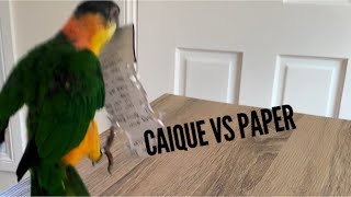 Black headed Caique Parrot versus Paper  Funny videos  Hopping Caique [upl. by Meelas]