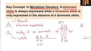 181 Ch12 Genes and Alleles [upl. by Uaerraj]