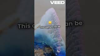 THE PORTUGUESE MAN O WAR siphonophore [upl. by Mazonson]