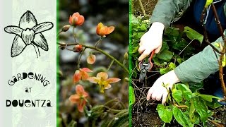 Epimedium Garden Uses amp Spring Care  plant for dry shade [upl. by Sorel159]