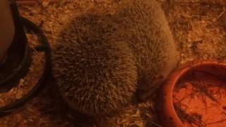 Hedgehog mating sounds [upl. by Ahsimaj]