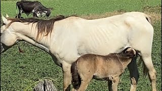 fazenda animais linda égua amamentando seu cavalinho crecernoyoutube gado cavalos [upl. by Rramel]