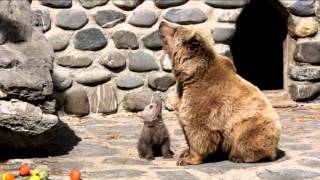 Première sortie de lourson au Zoo de Servion [upl. by Wallack]