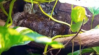 Tuto Tribolonotus Gracilis Scinque Crocodile  Surprise [upl. by Natty]