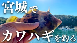 【宮城釣り】牡鹿半島でカワハギ釣り調査！ [upl. by Lenci]