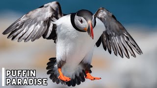 The Magical World of Paradise Puffin  Paradise Puffin  4K UHD [upl. by Tarrant]