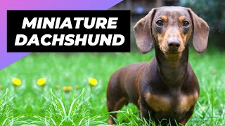 Miniature Dachshund 🐶 The Perfect Lapdog [upl. by Annahsal]