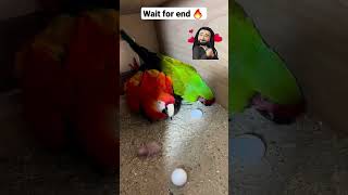 macaw breeding pair🔥  how to breed macaw  shorts [upl. by Atniuq]