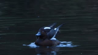 Vitögd dykand Ferruginous duck aythya neroca 20241105 Lunds reningsverk [upl. by Adiv]