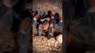 Knees on fire Flame knee tarantula feeding Brachypelma auratum youtubehighfive shorts tarantula [upl. by Ordnajela68]