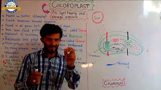 Chloroplast  As light trapping and storage organelle [upl. by Anesor]