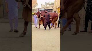 Heavy Cow Tiktok Video 2024 ❤ 2024 bakraeidspecial ytshorts bakra cow [upl. by Anaibib962]