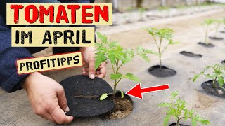 Tomaten im April  Das gibt es jetzt zu tun Später Aussaat Pikieren Pflanzen vor Kälte schützen [upl. by Lasyrc]