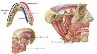 Nervo Trigêmeo Ramo Mandibular [upl. by Lura]