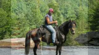 Rowdys Rebel Gold Singlefooting Speed Racking Stallion [upl. by Oirram]