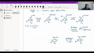 Biosynthesis of Benzoic Acid Derivatives  Kirti Patel Chemistry [upl. by Devonne699]