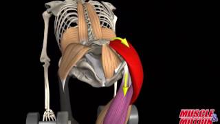 Gluteus Maximus Muscle [upl. by Icam]