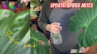 Pests  Spider Mites  How I clean my Alocasia with Spider Mites  Five week update [upl. by Lonne]