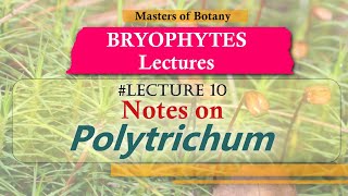 Lecture 10  Polytrichum Life Cycle Important Bryophytes  Bryophyta Lecture Notes [upl. by Koller]