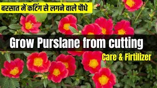 How to grow purslane from cutting easy method  Purslane ki cutting kaise lagae  care amp firtilizer [upl. by Arola934]