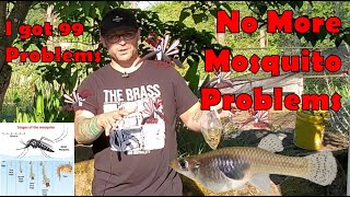 Control your Mosquito problem See Mosquitofish Gambusia in Action [upl. by Naujled]