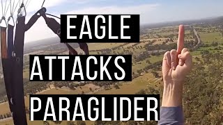 Wedgetail Eagle Attacks Paraglider [upl. by Koffman997]