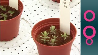 Growing Plants On Mars [upl. by Ytinav]