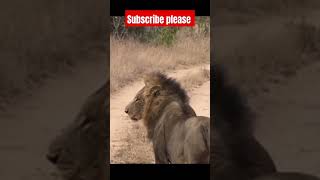 lion cubs killed  lion cubs not save shorts [upl. by Prisilla]