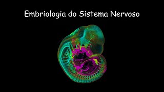 Embriologia do Sistema Nervoso [upl. by Citarella767]