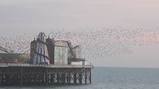 Starlings Murmuring at Brighton Pier 010224 [upl. by Barthold25]