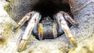 Тарантул роет нору Tarantula digs a hole [upl. by Whitcomb]