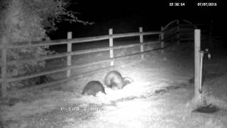 Another badger fight  three rural badgers fighting [upl. by Youlton]