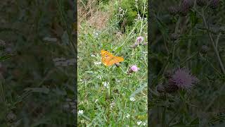 Kaisermantel Argynnis paphia [upl. by Koorb633]