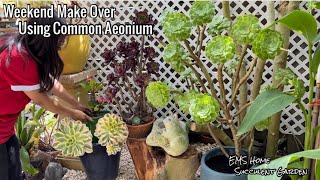 Aeonium Succulent Weekend Make Over [upl. by Charyl]