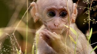 Baby Macaque Social Skills Tested by Violent Elder  Growing Up Wild  BBC Earth [upl. by Katti17]