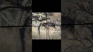 Beautiful Sable Killshot hunting huntingvideo [upl. by Broddy]