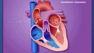 Cardiac Cycle  Systole amp Diastole [upl. by Dierdre]